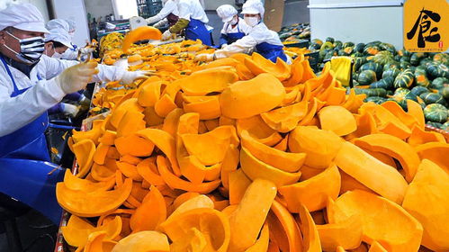 韩国大型南瓜食品加工厂,环境干净的不像话,南瓜还能这样吃